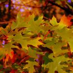 fall-colors
