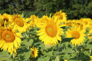 Sunflowers at Stone Creek